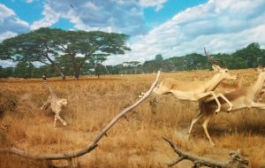 Cheetah and Gazelle in chase