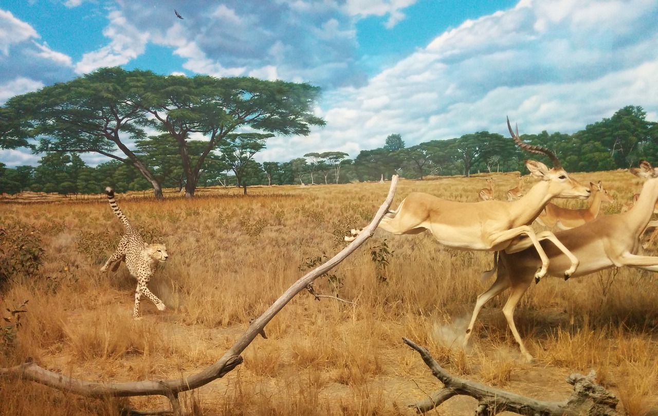 Cheetah and Gazelle in chase